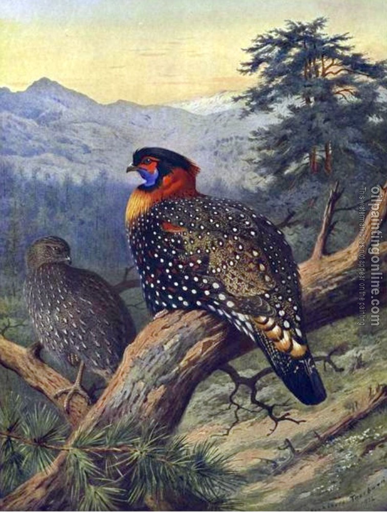 Thorburn, Archibald - Western Tragopan